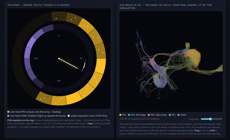 The compass: a ring of EPG cells with one bright bump and a needle, beside the real 3D skeletons of the same 152 neurons