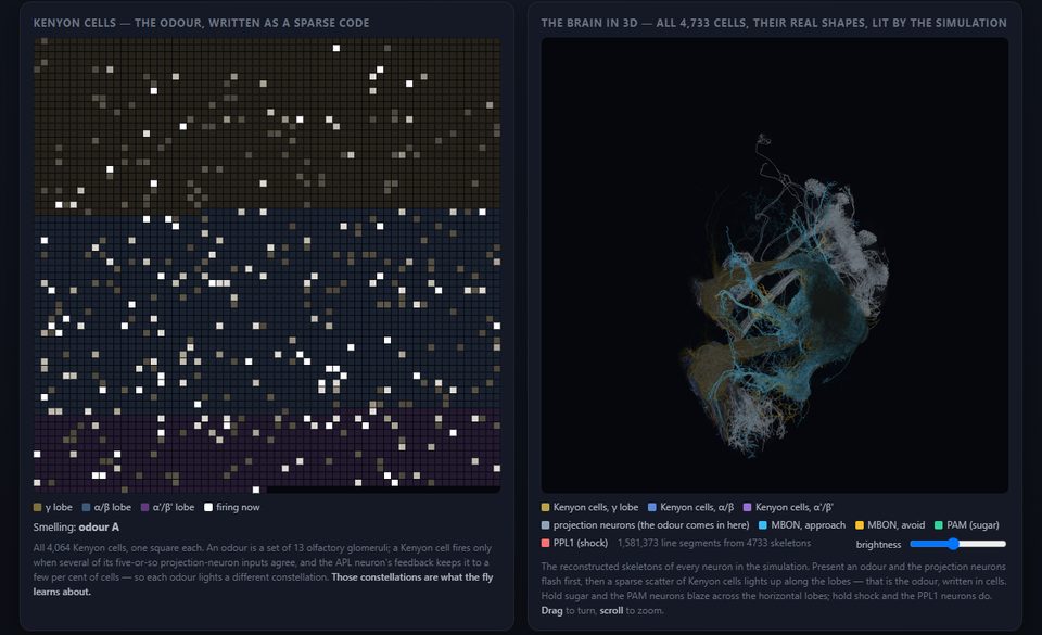 The learning centre: 4,064 Kenyon cells as a sparse constellation for an odour, beside the 3D skeletons of the mushroom body