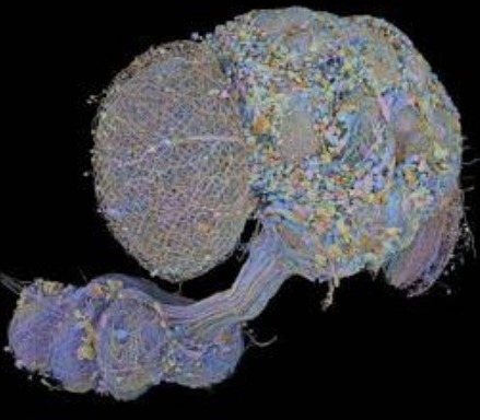 The complete MaleCNS connectome: the brain and the ventral nerve cord of one male fruit fly, every neuron rendered